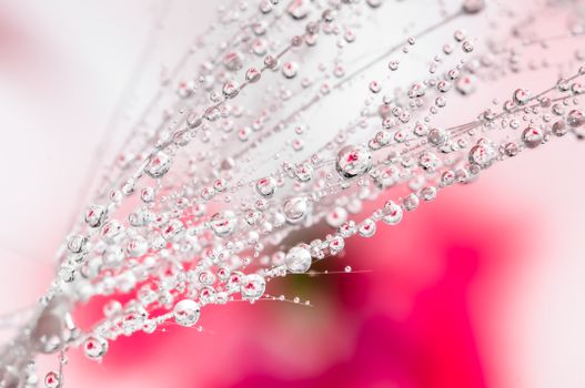 Macro shot showcasing water droplets on a spider web with a vibrant pink background.