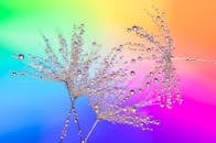 Vibrant Macro of Dewy Dandelion Seeds