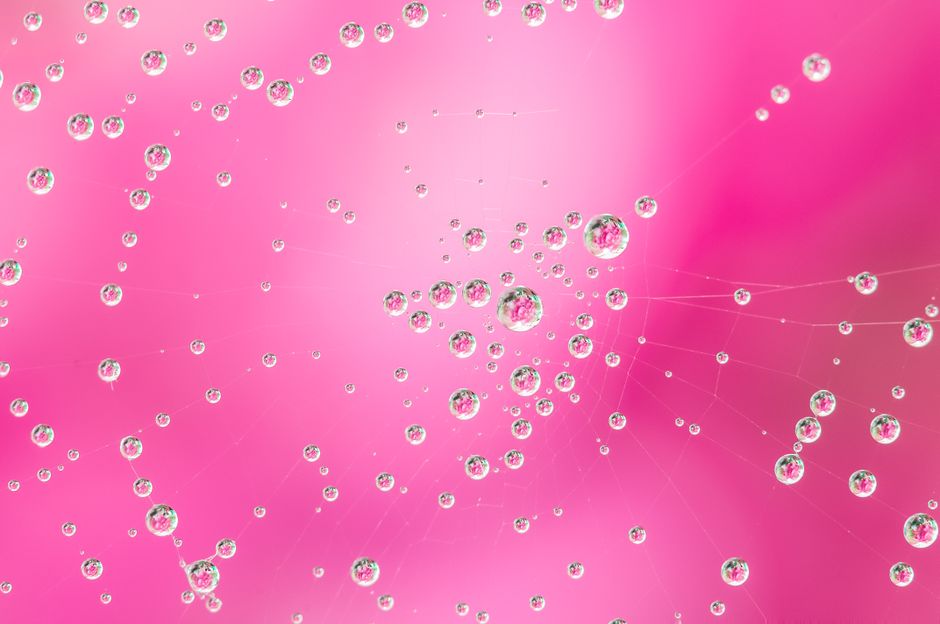 A stunning macro photography of water droplets on a cobweb with a vibrant pink background.