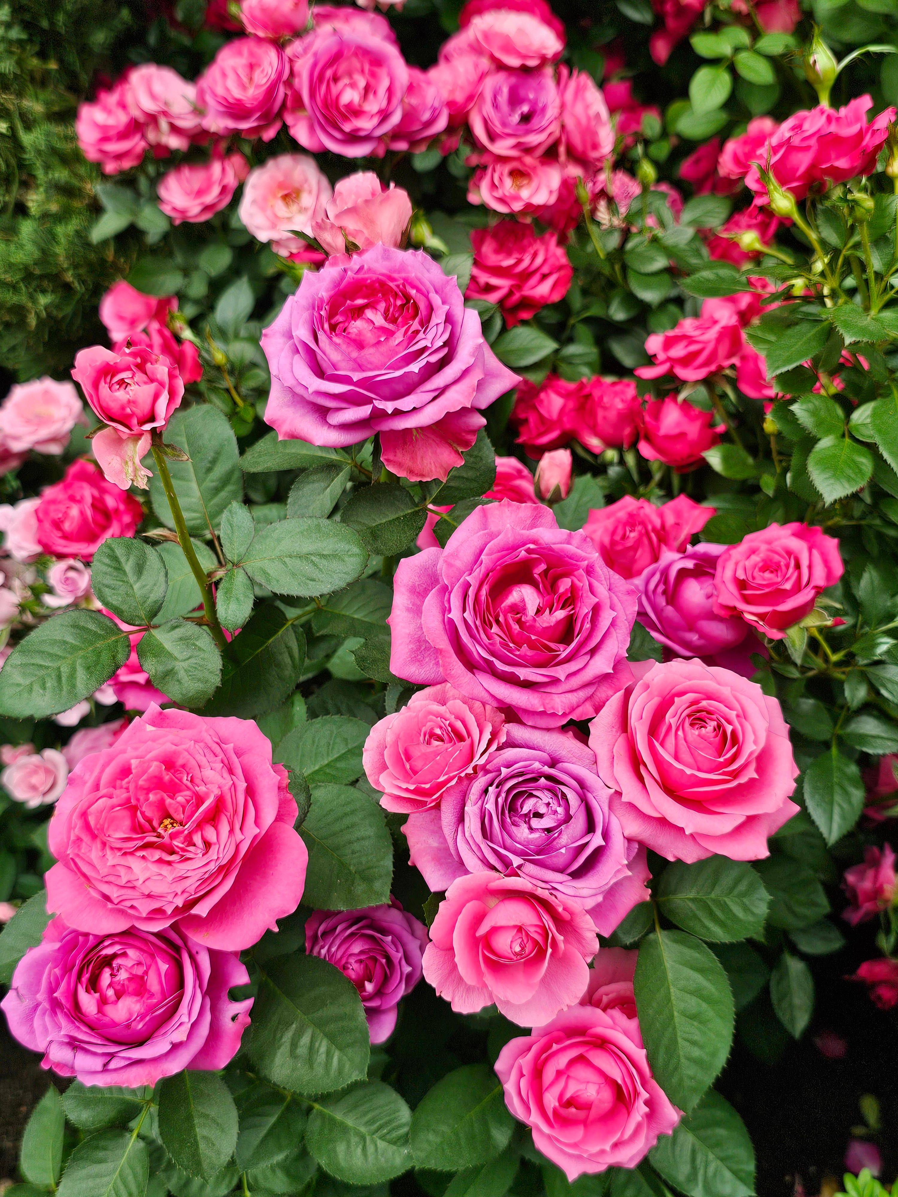 Vibrant Pink and Purple Roses in Bloom · Free Stock Photo