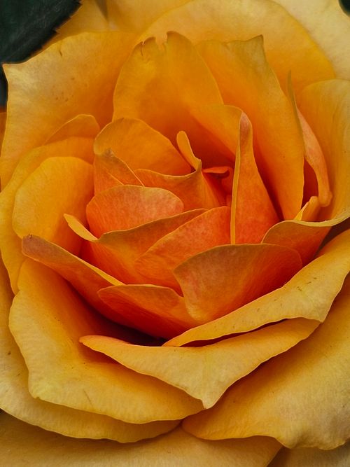 Free Stunning macro shot of a vibrant orange rose showcasing intricate petal details. Stock Photo