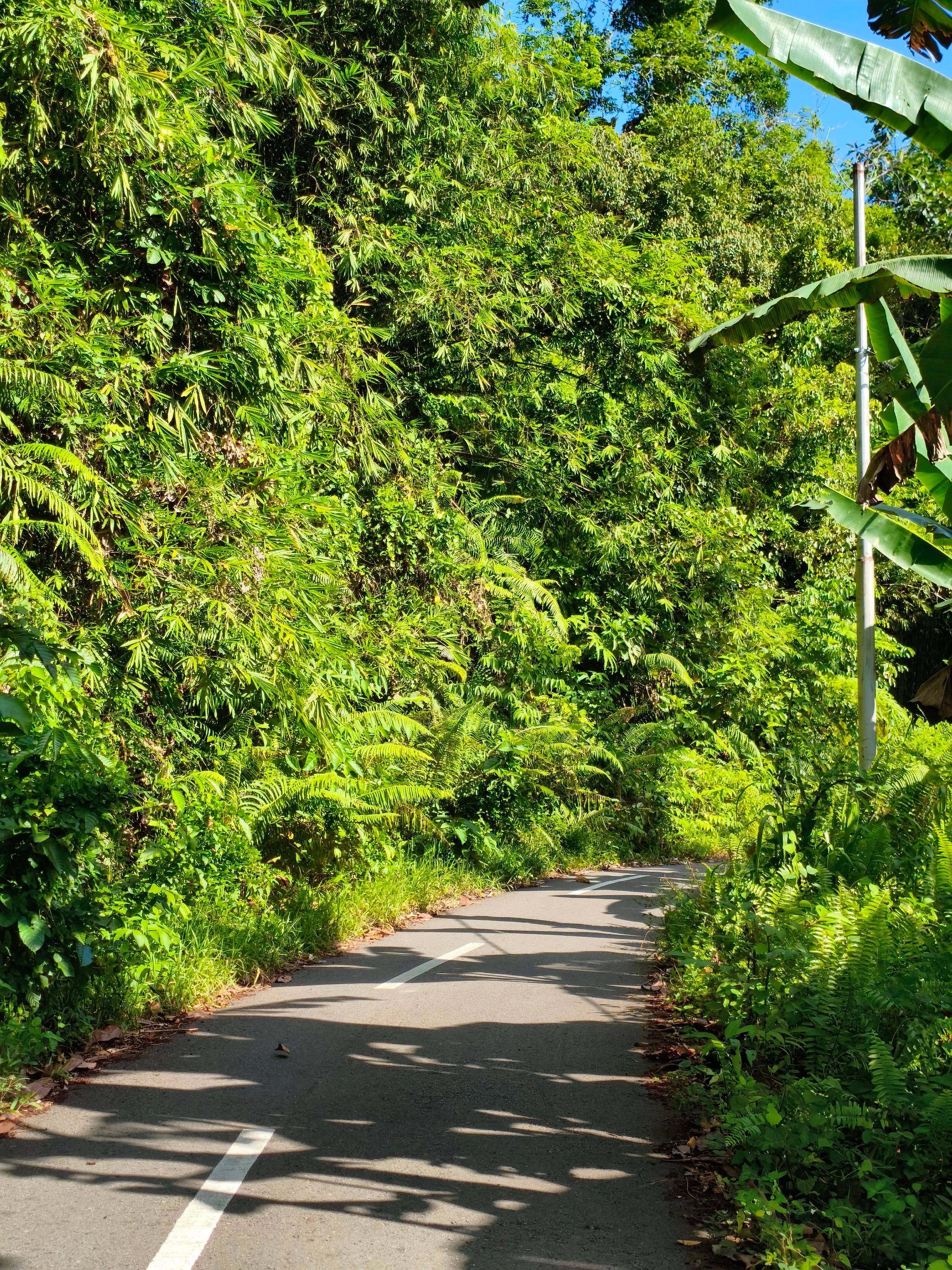 Lush Green Jungle Path in Tropical Forest