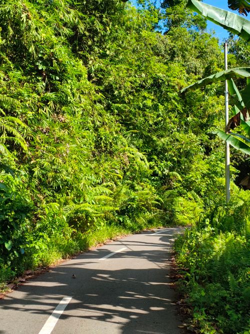Free Scenic jungle pathway surrounded by vibrant green foliage in a tropical forest. Stock Photo