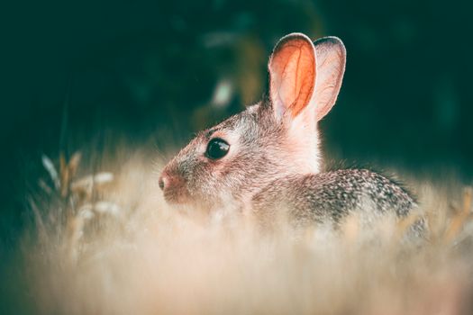A serene rabbit sitting among grass, showcasing wildlife in nature.