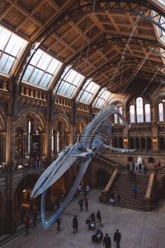 伦敦自然历史博物馆的内部，以雄伟的鲸鱼骨架和络绎不绝的游客为特色