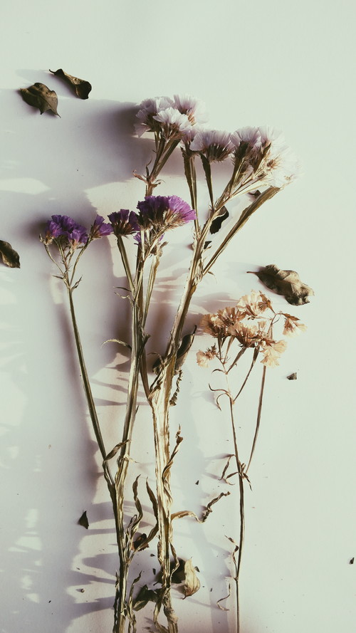 Free Artistic arrangement of dried purple and beige flowers with leaves on a white background. Stock Photo