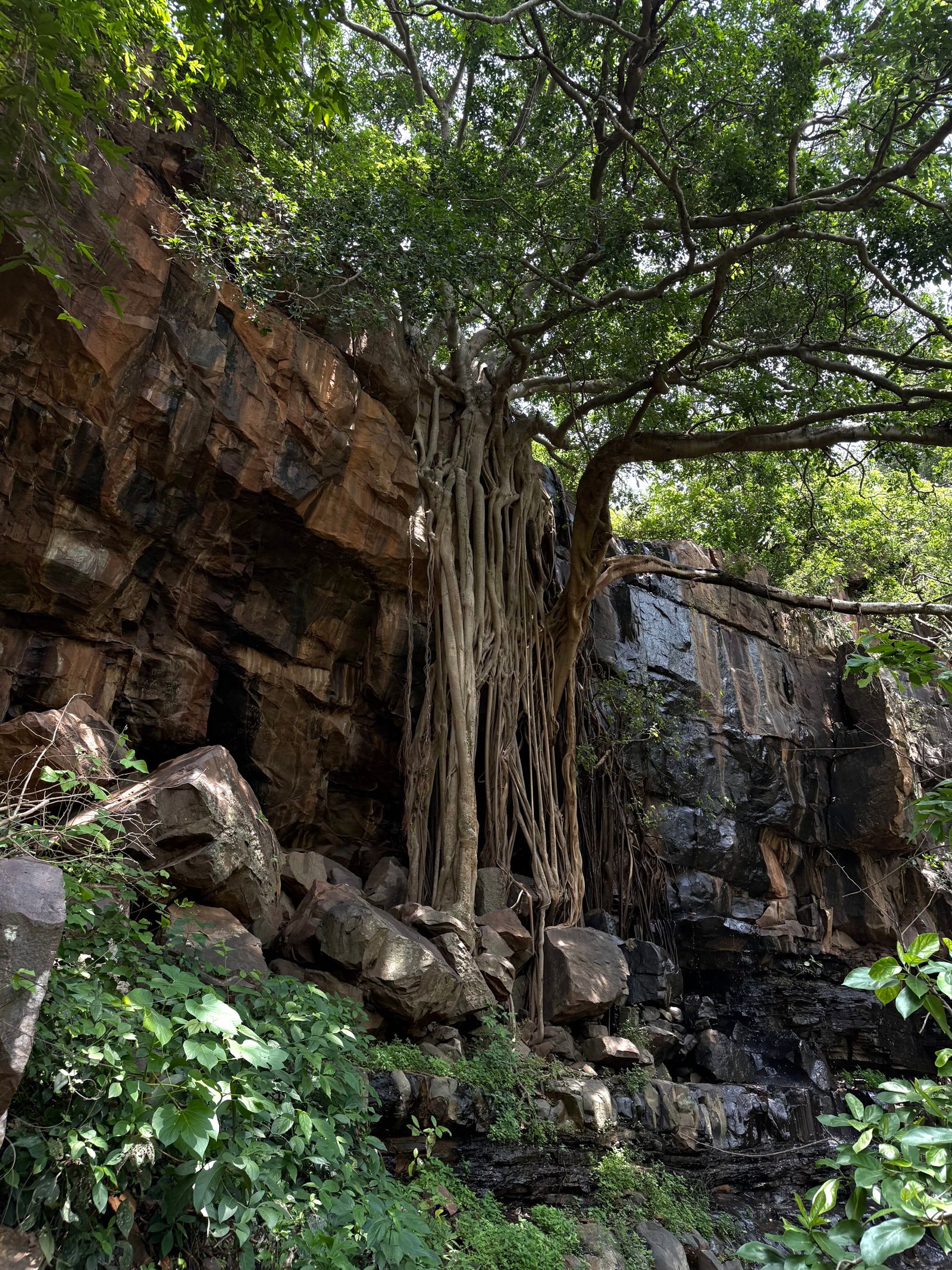 Tree Roots Photos, Download The BEST Free Tree Roots Stock Photos & HD ...