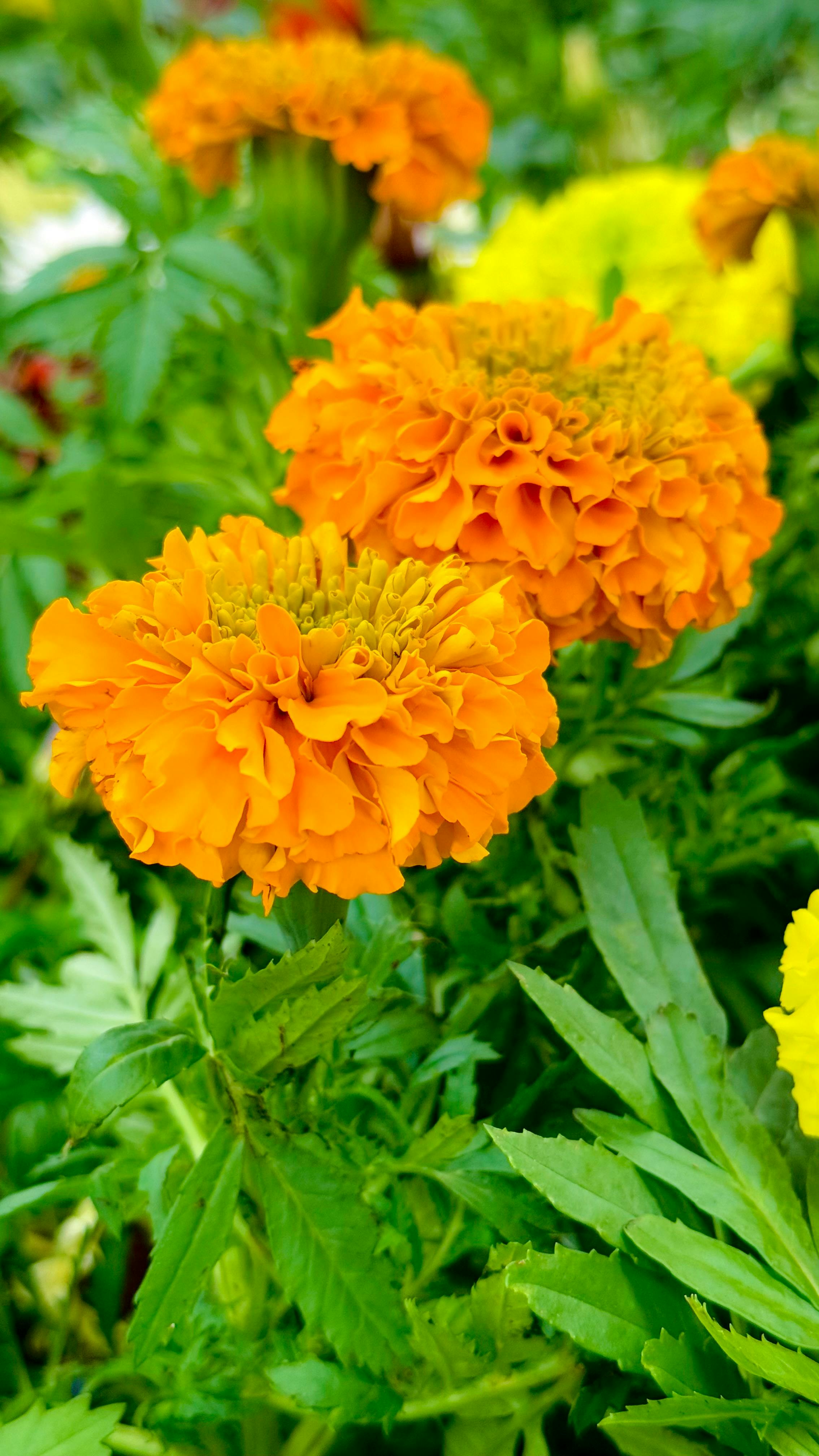 Vibrant Marigold Flowers in Full Bloom · Free Stock Photo