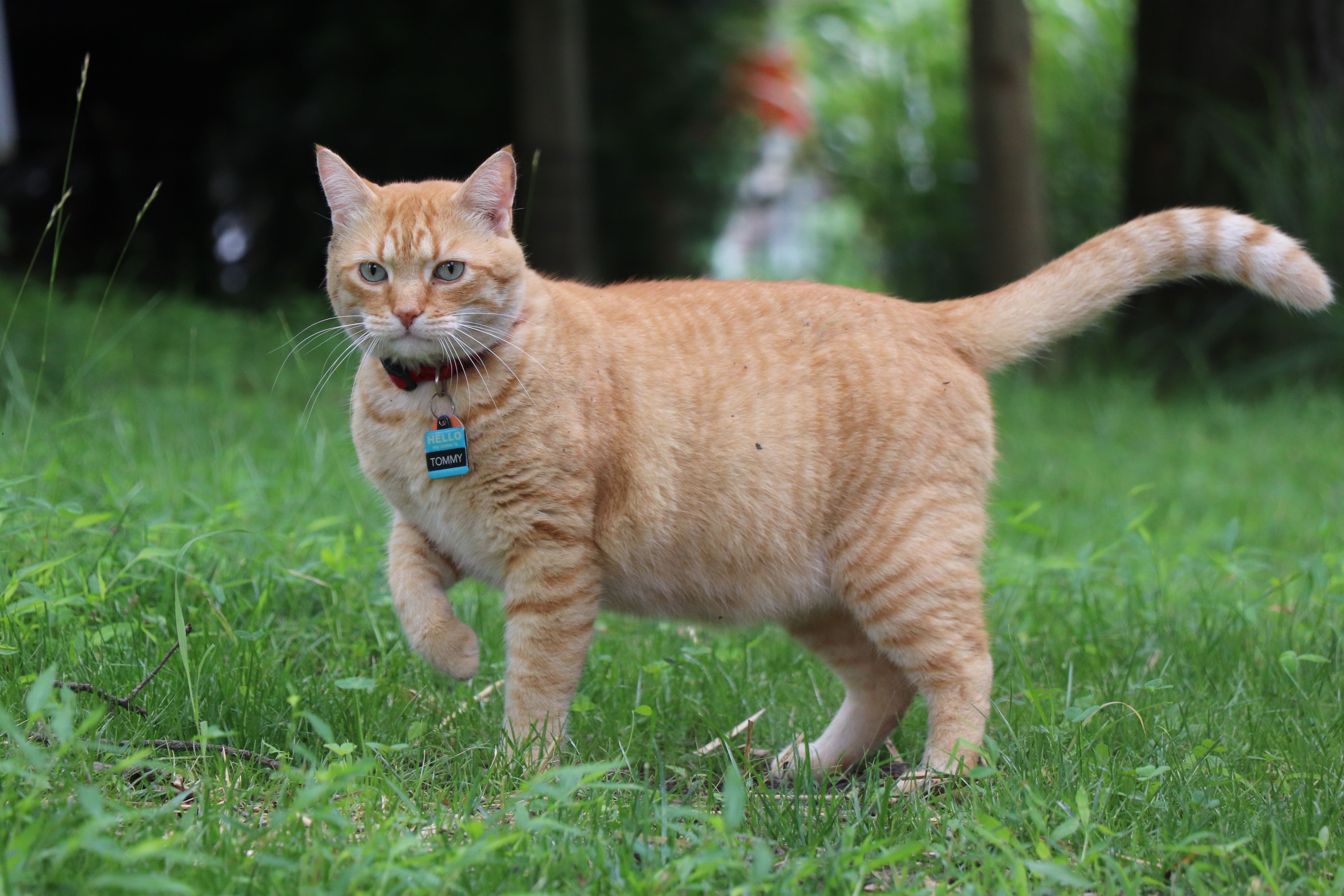 Why feeding your overweight cat less is dangerous — and safe, healthy weight loss foods to buy instead — Photo by Anna McDona