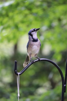 A blue jay perched on a metal rod against a lush green background.