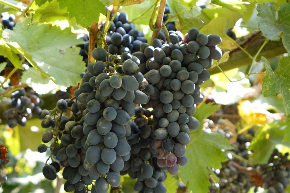 Close-up of ripe grapes hanging from a vine in a sunny Ukrainian vineyard.