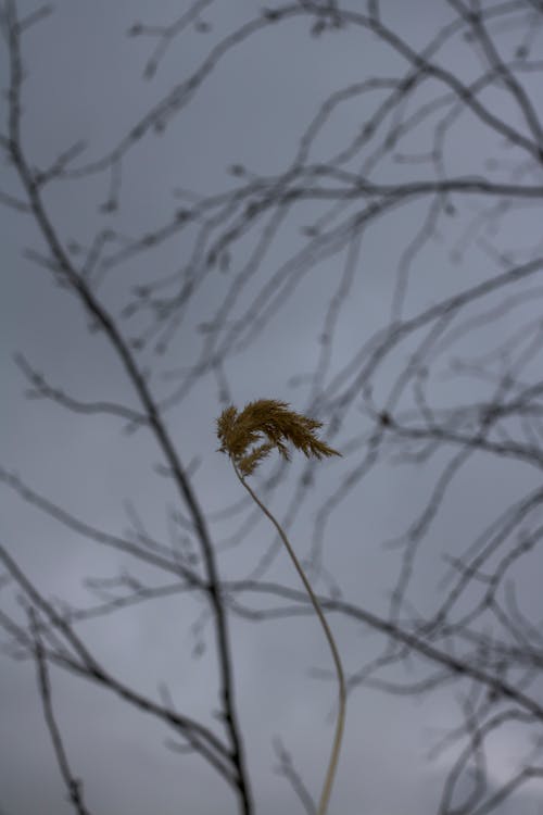 Základová fotografie zdarma na téma divočina, dřevo, krajina