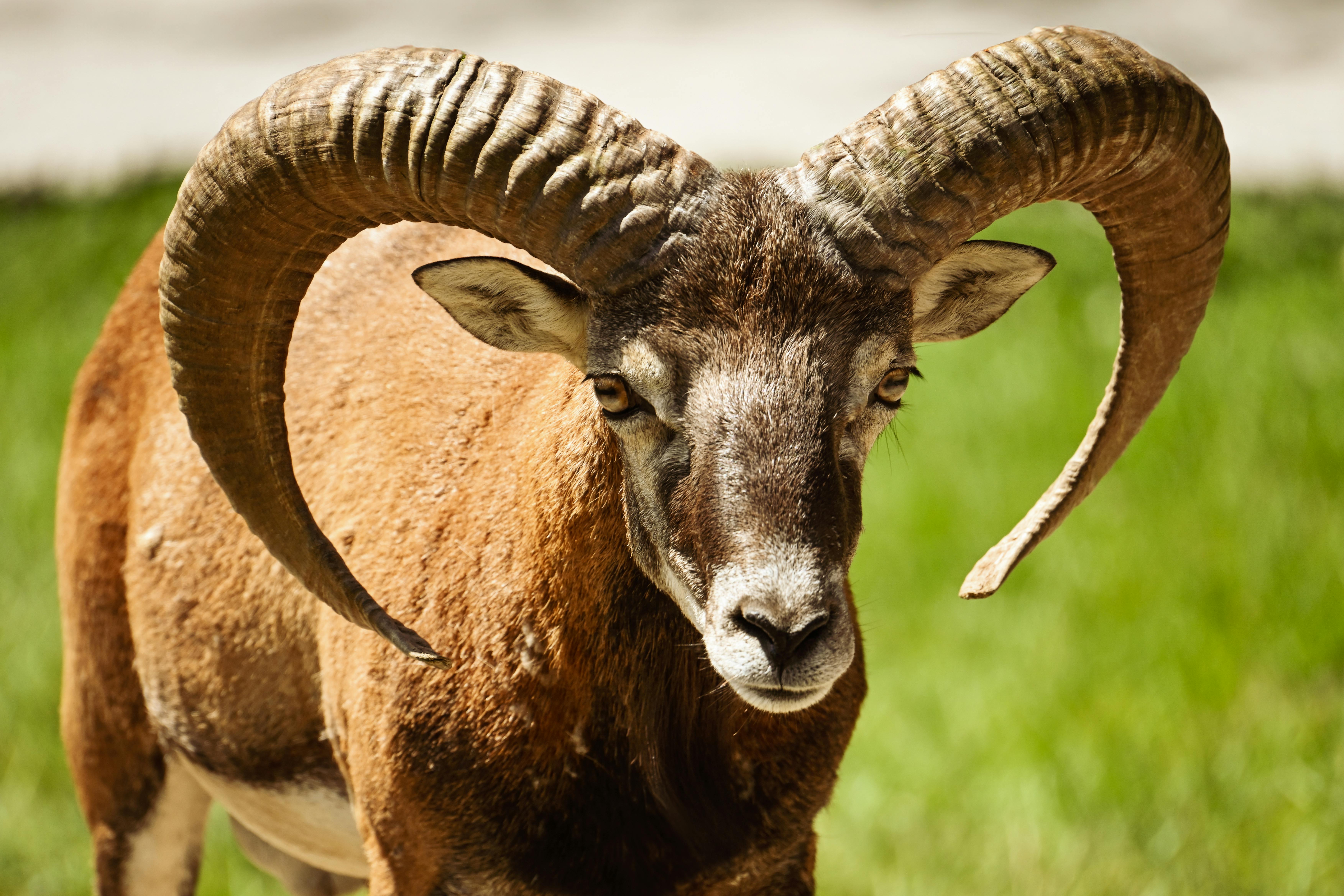 Gratuit Photos gratuites de animal, beauté naturelle, bélier Photos