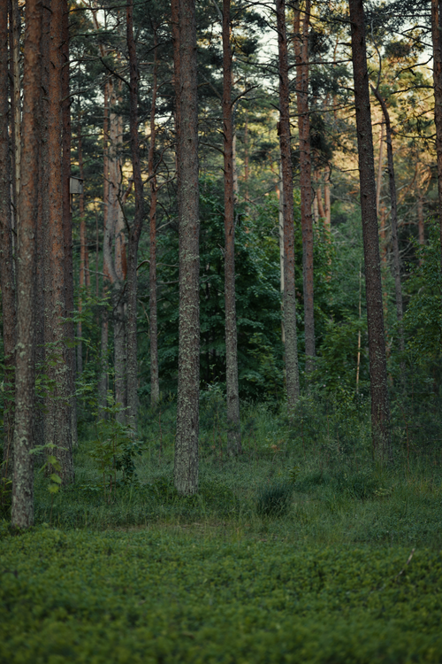 Free A tranquil pine forest scene with lush greenery, perfect for nature enthusiasts. Stock Photo