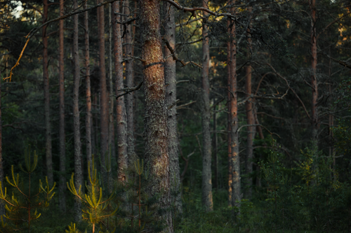Free A tranquil pine forest captured during the golden hour, showcasing natural beauty. Stock Photo