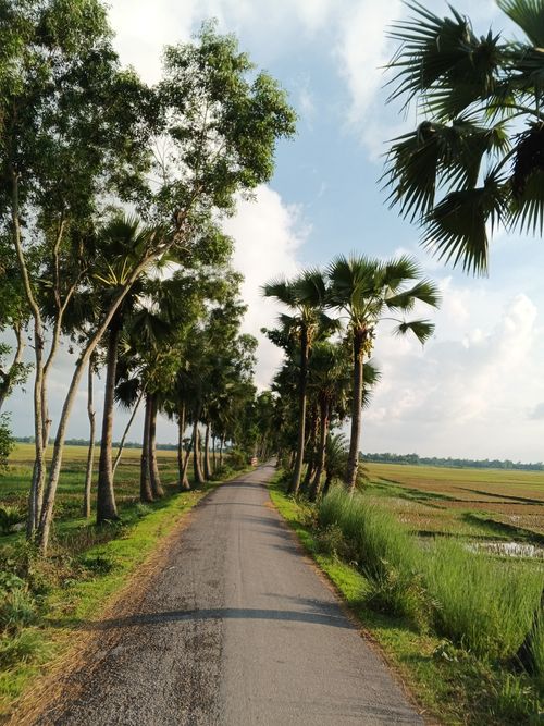 Free Idyllic rural road flanked by lush palm trees under a bright blue sky in summer. Stock Photo