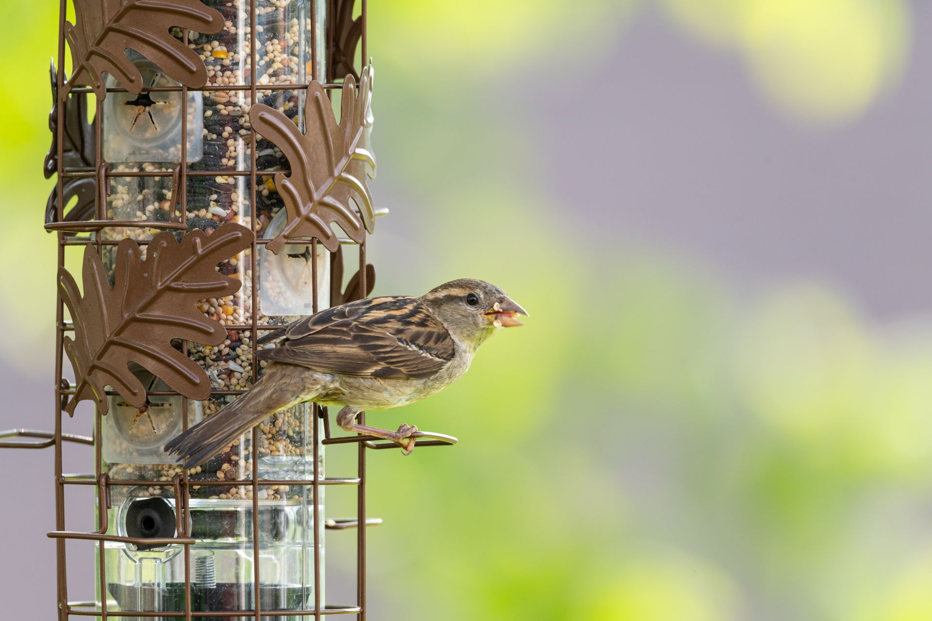 House sparrow perched on a decorative bird feeder with seeds in Canonsburg, Pennsylvania.