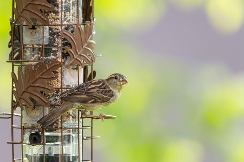 Free A sparrow perched on a decorative bird feeder in Canonsburg, Pennsylvania, during a sunny day. Stock Photo