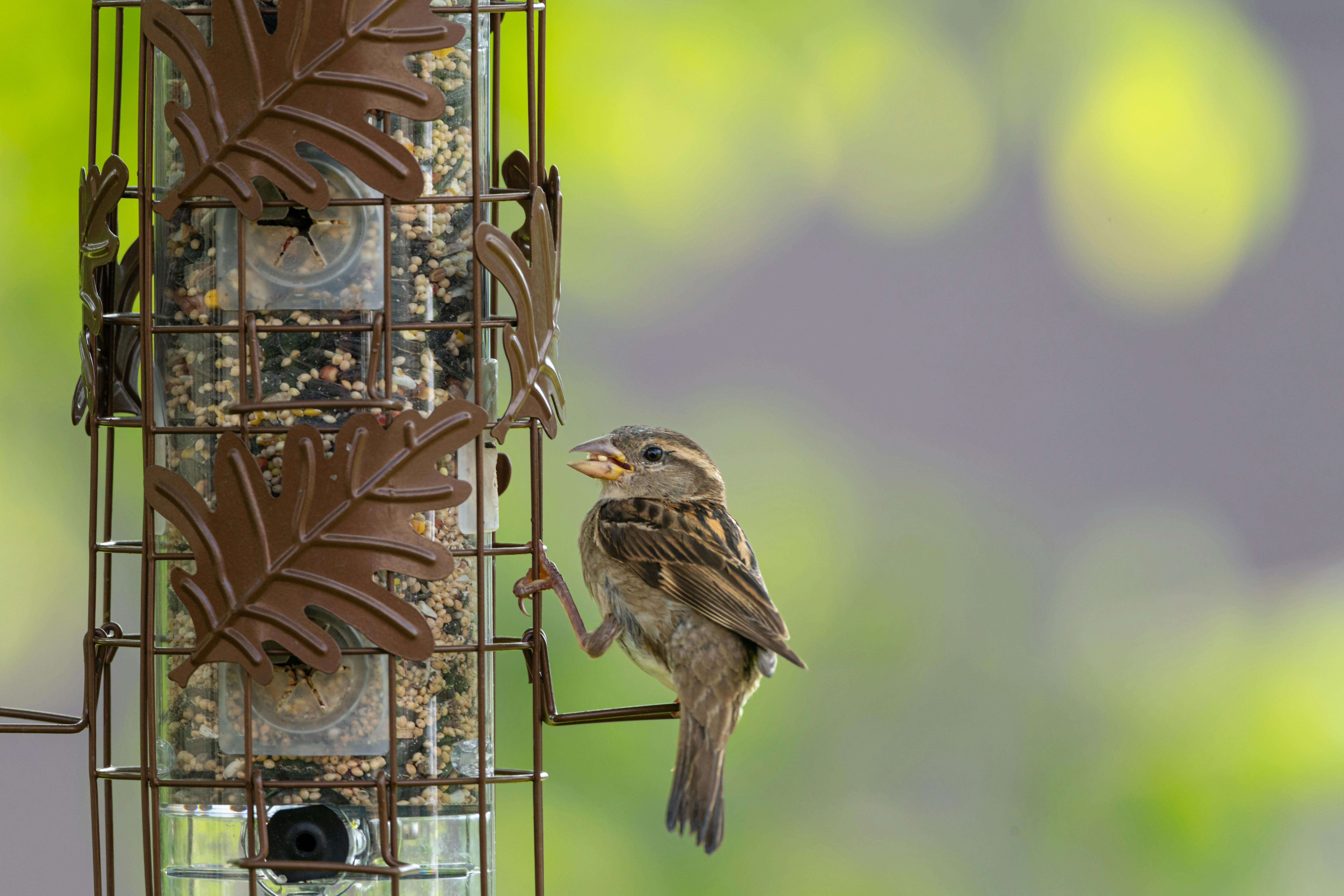 A sparrow perched on a decorative bird feeder in Canonsburg, Pennsylvania.
