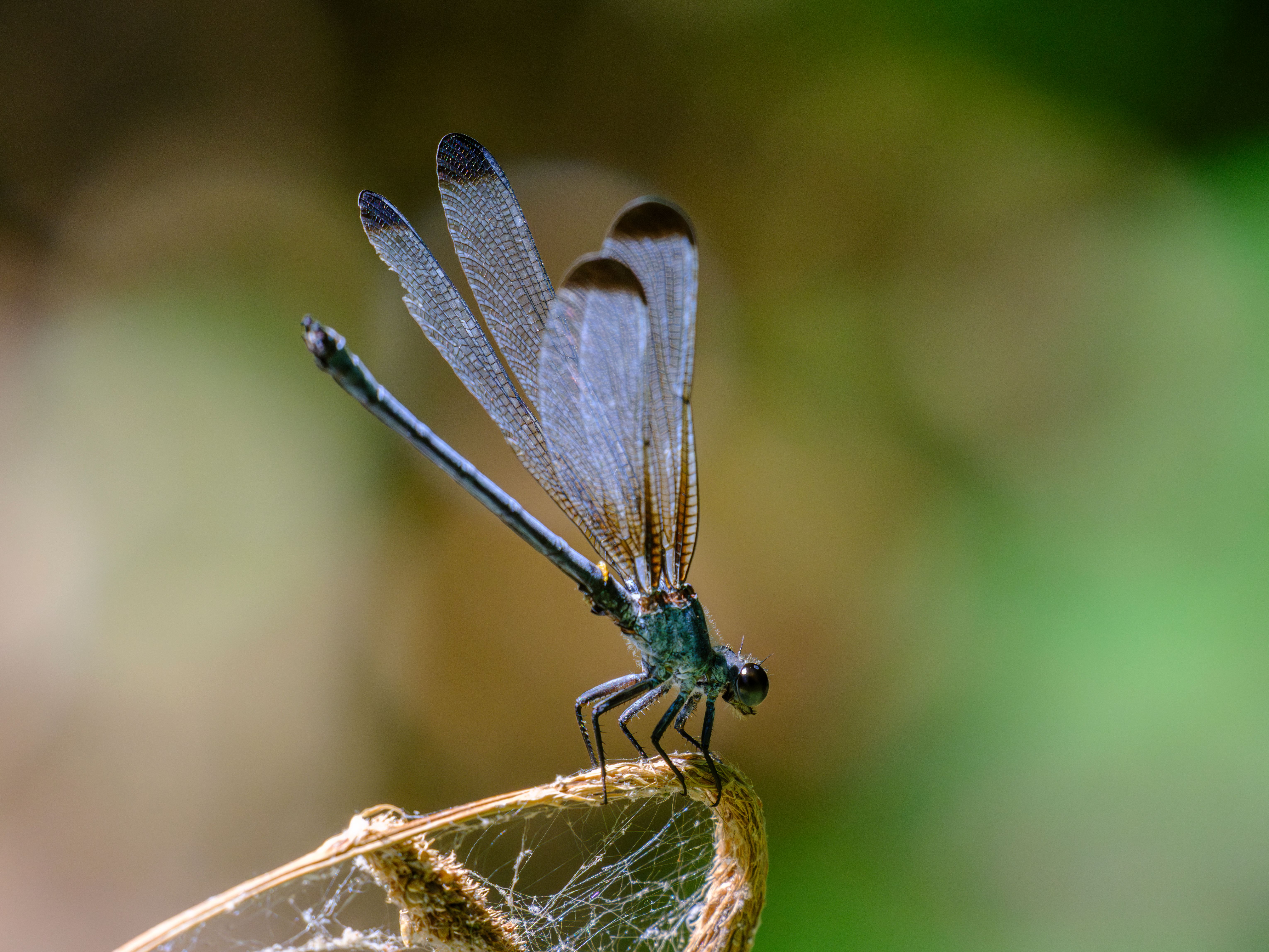 Stunning Close-up of a Resting Damselfly · Free Stock Photo