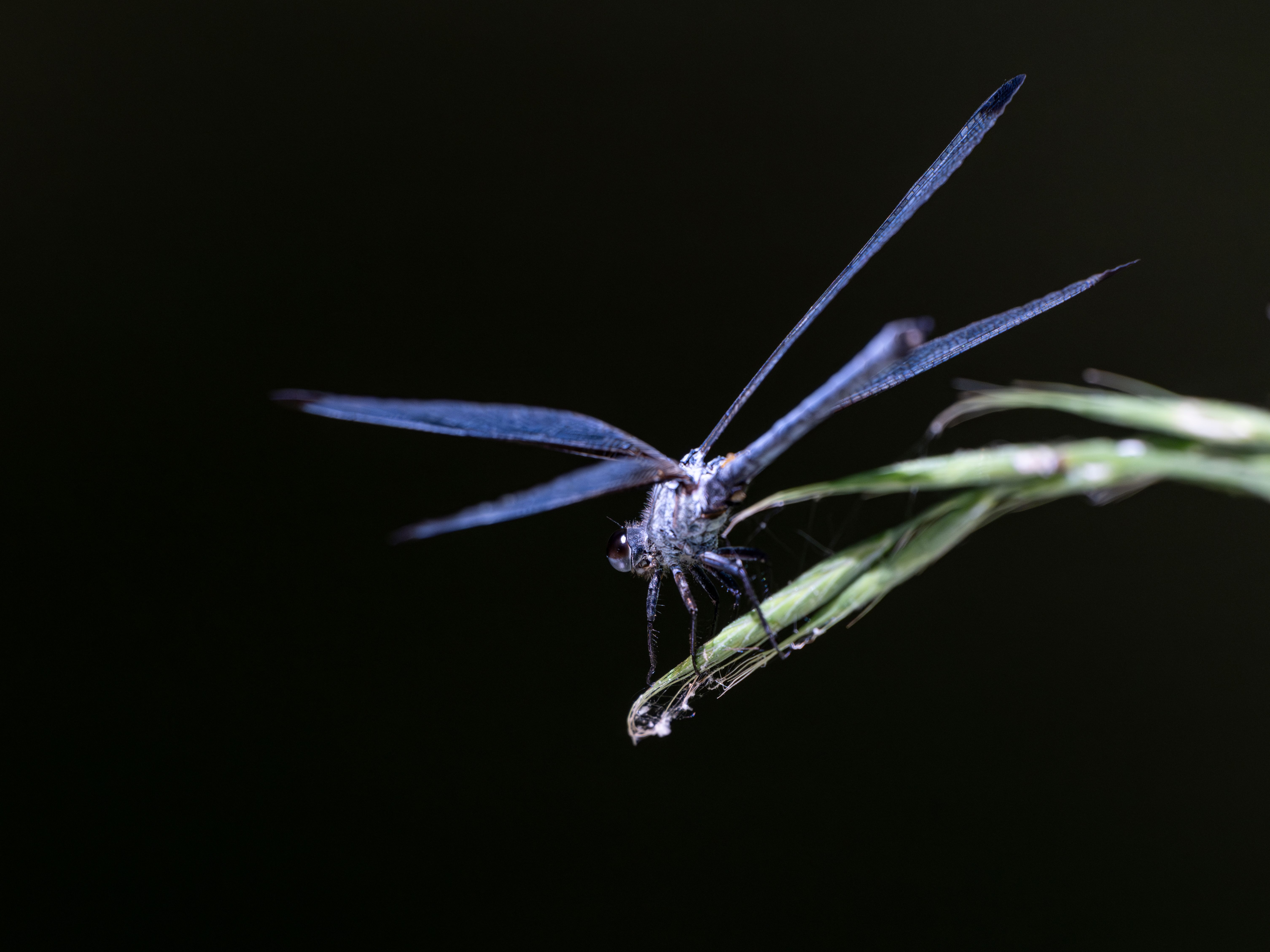 Close-up of Dragonfly Resting on Grass Blade · Free Stock Photo