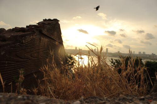 Free Behind Dry Grasses Stock Photo