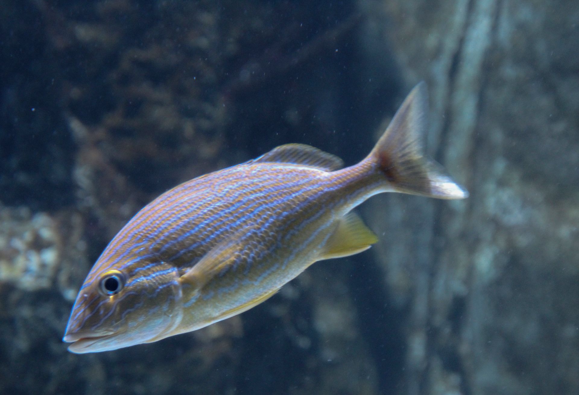 Close-up shot of a fish swimming in an aquarium, showcasing detail and texture.