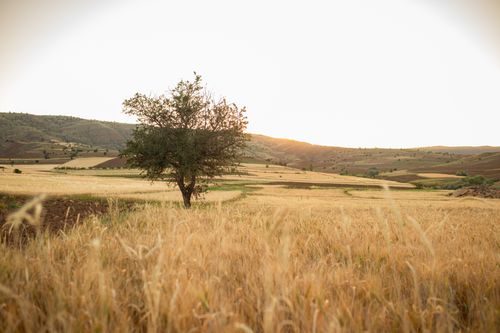 Free A picturesque wheat field in Türkiye at sunset, featuring a solitary tree and rolling hills. Stock Photo