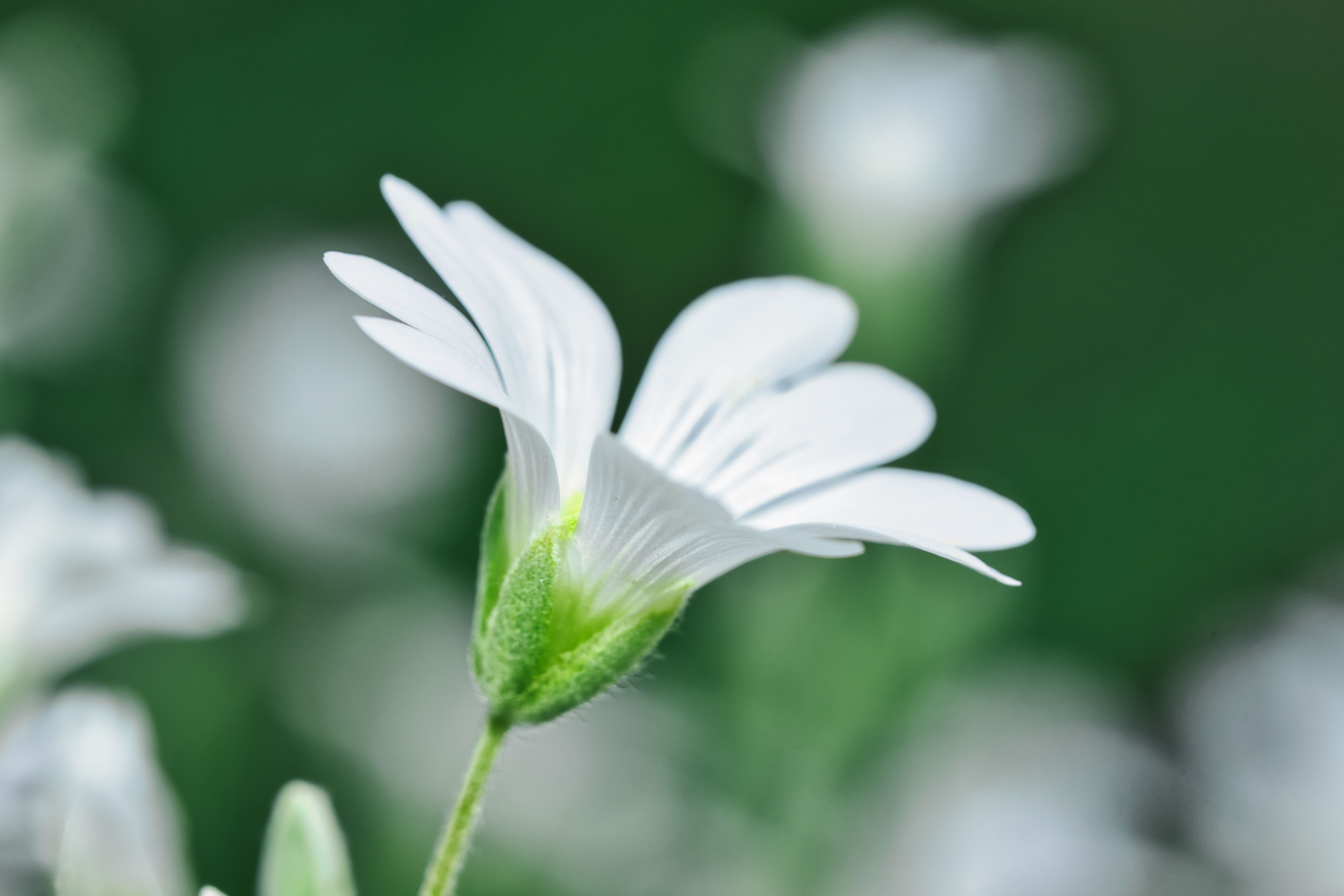 Close-up of a White Flower in Bloom During Spring · Free Stock Photo