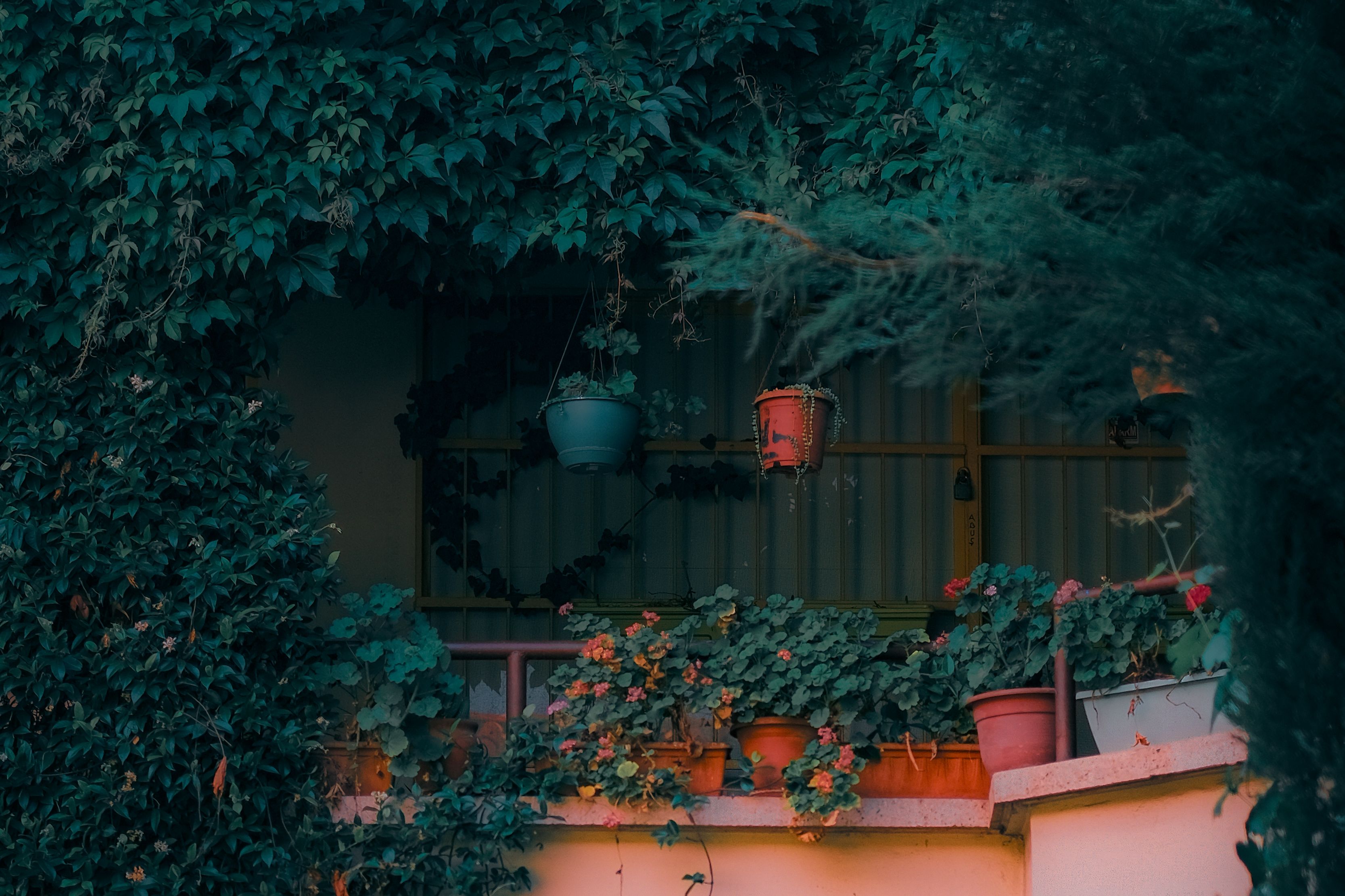 Plante aromatice ușor de crescut în grădină sau balcon
