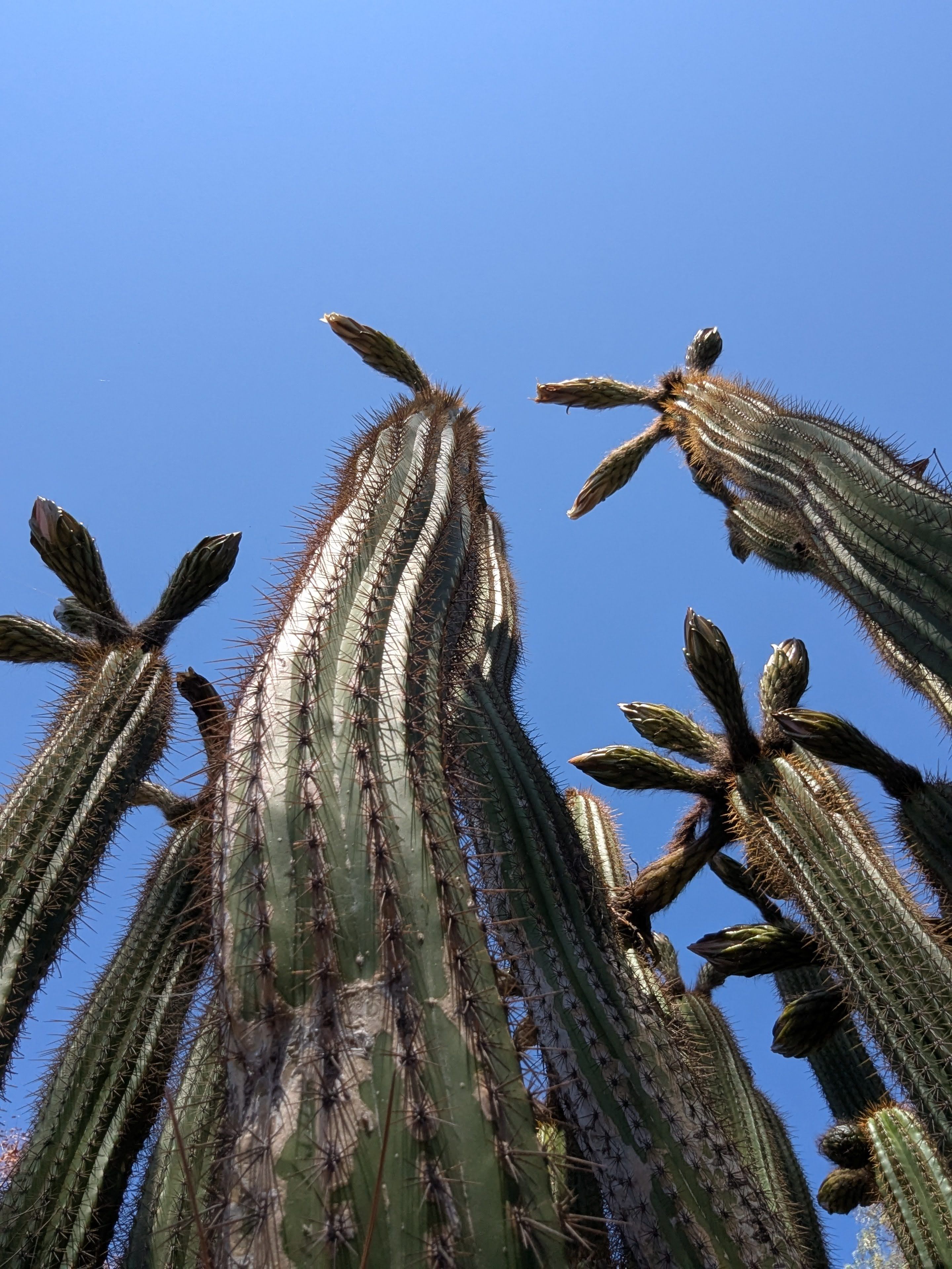 tattoo kaktus Small Saguaro Cactus Temporary Tattoo main image 0