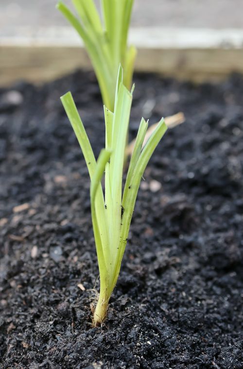 Free Newly planted daylily Stock Photo
