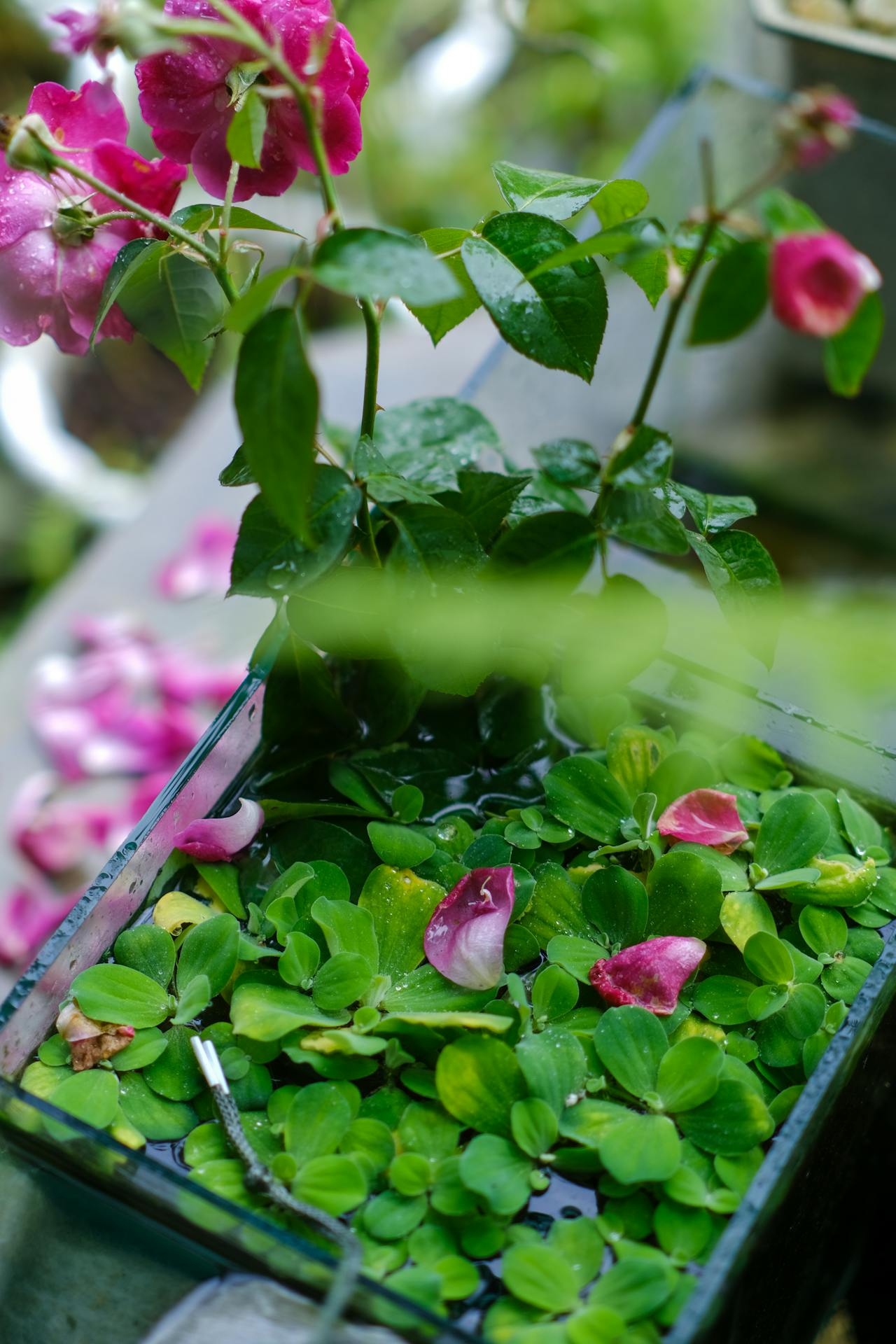 Trạng thái nửa tỉnh nửa mơ (hypnagogia) là gì?