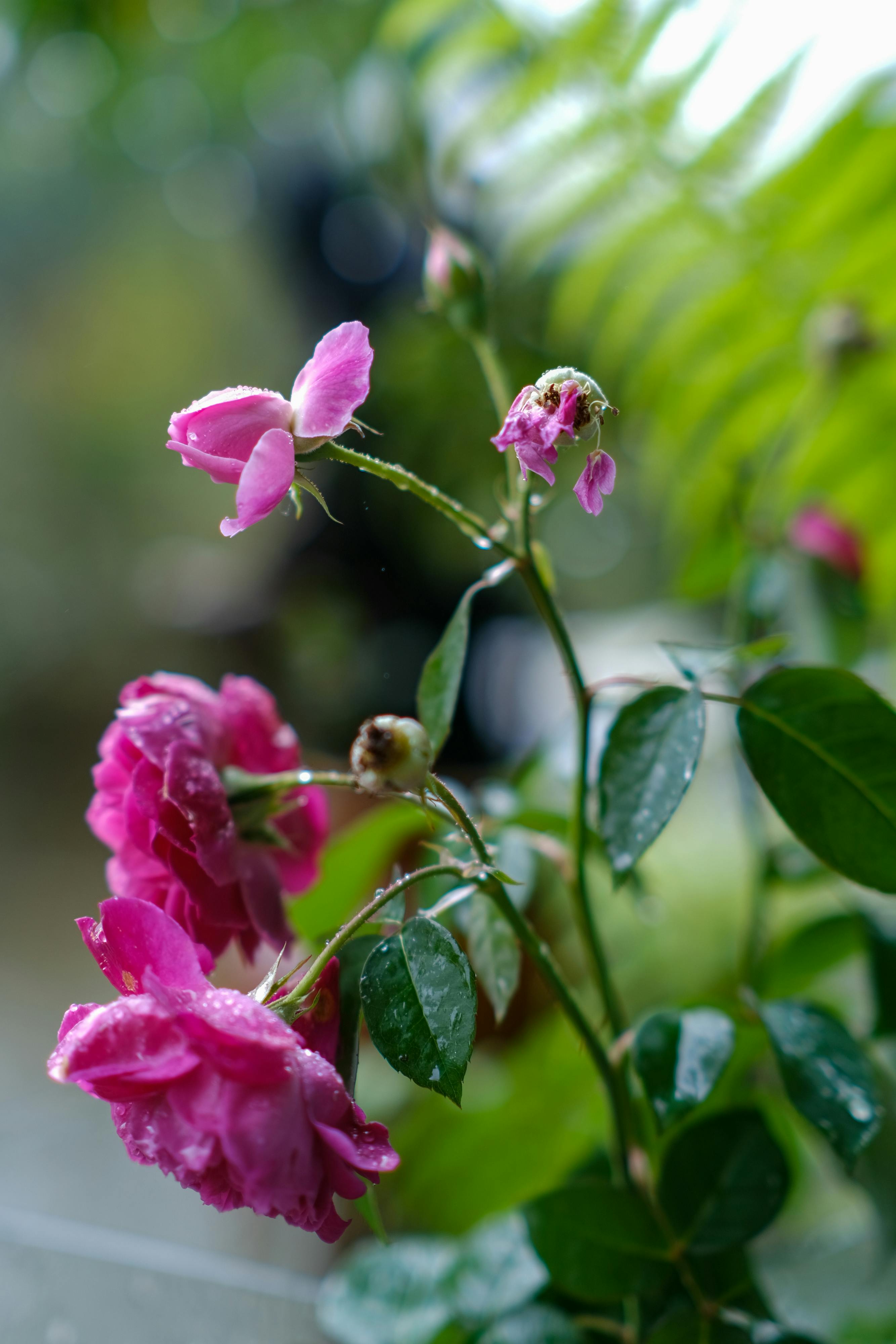 Chim lửa | Chương 11