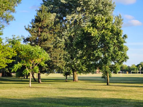 Free A serene scene of lush green trees in a sunny park in Toronto, Ontario, Canada. Stock Photo