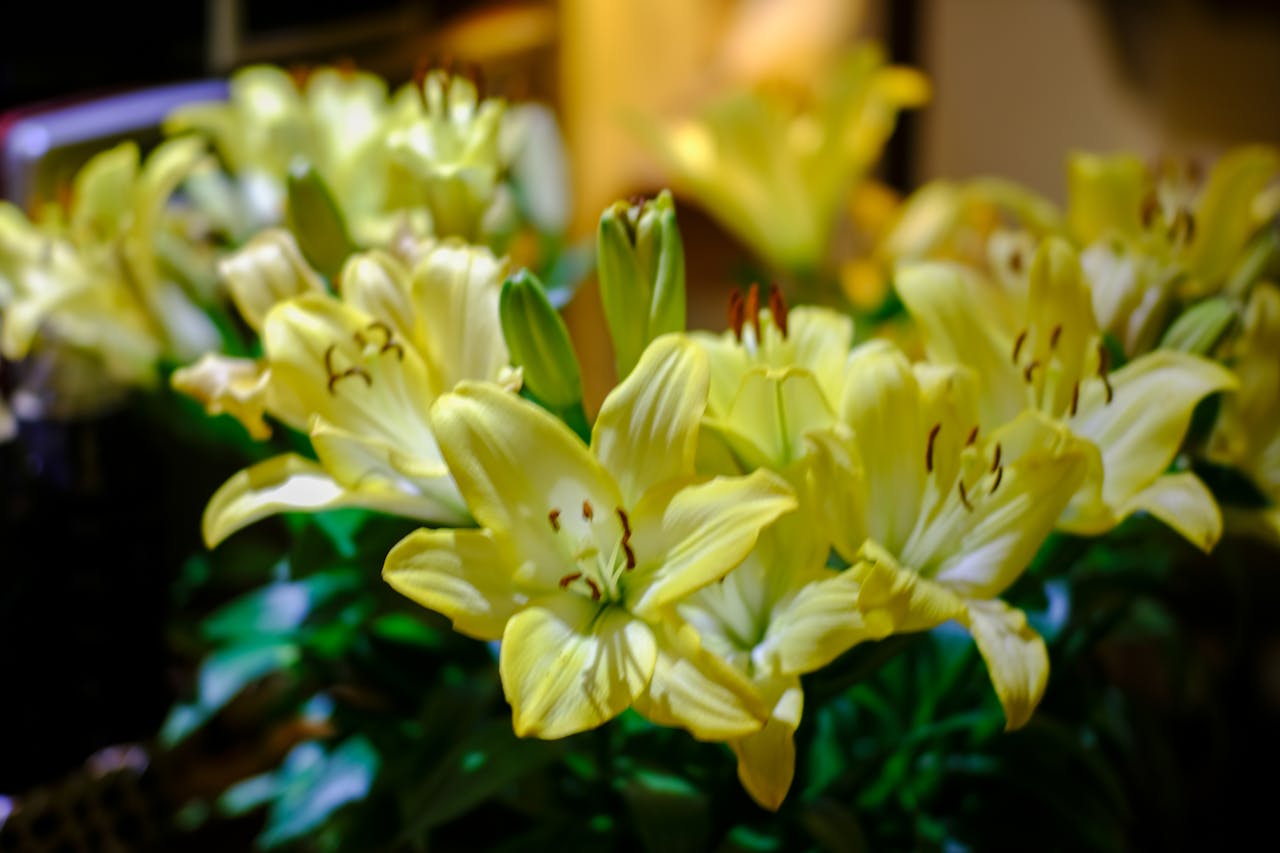 Chim lửa | Chương 92