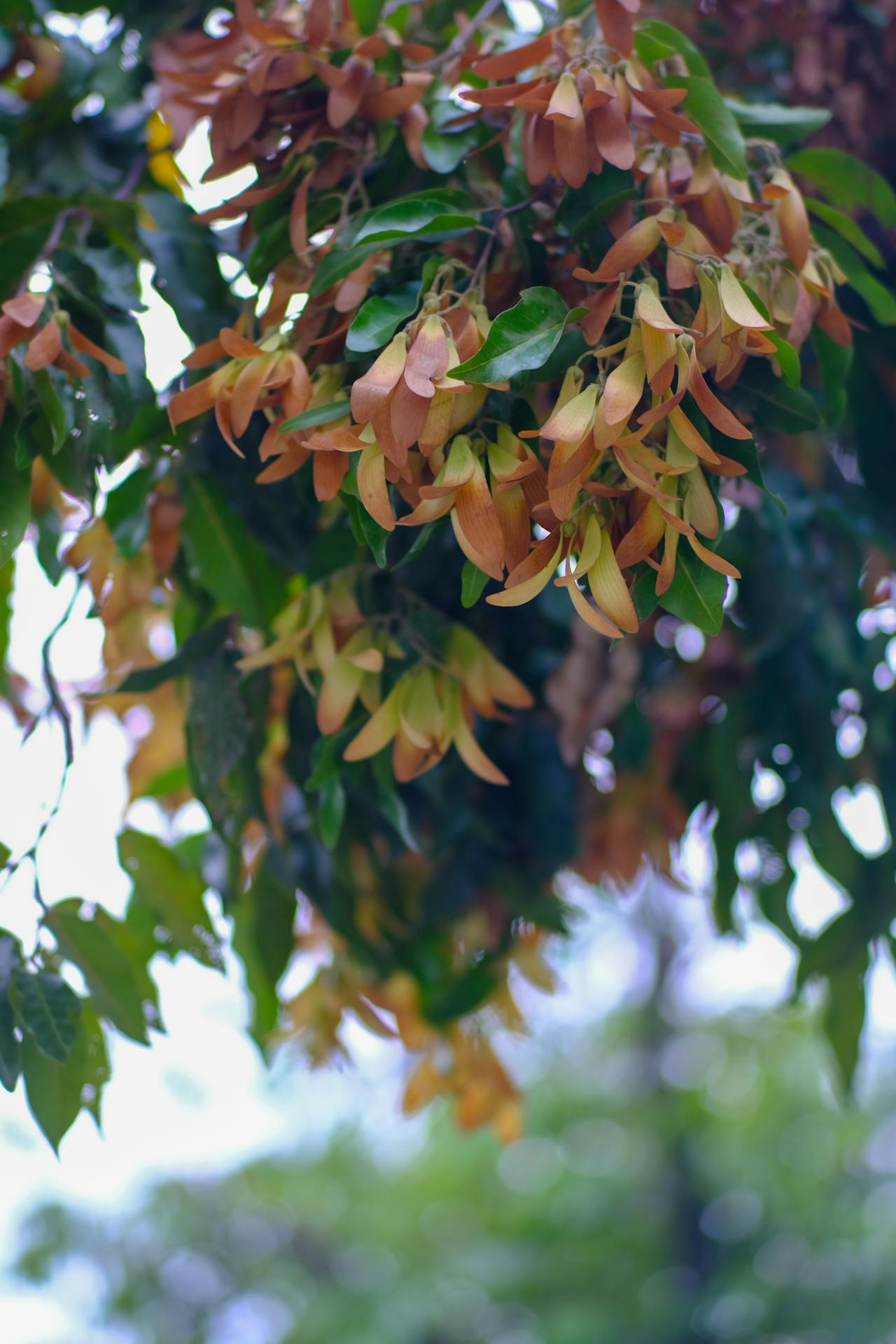 Thám tử lừng danh Conan | Chương 0695