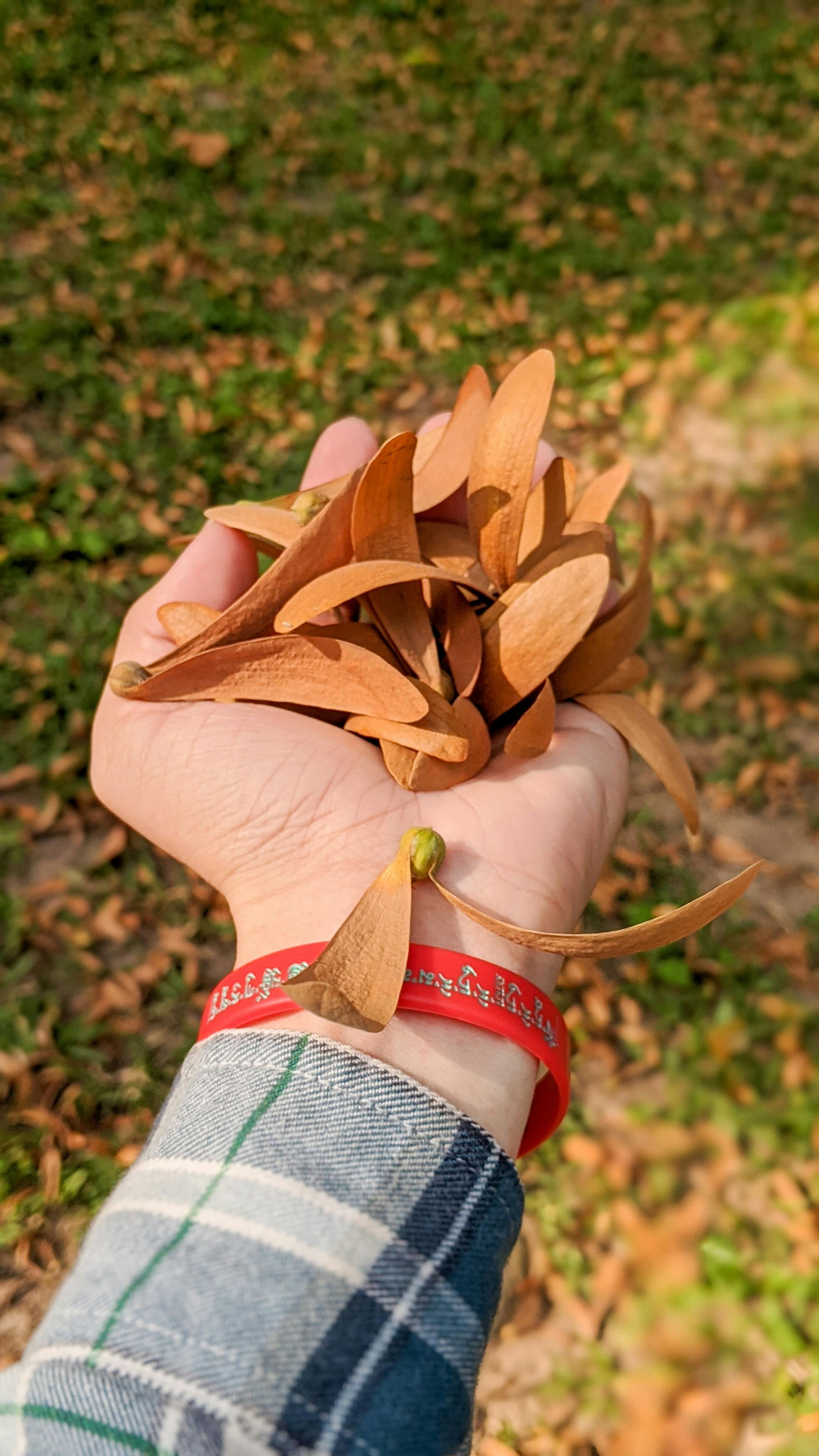 Tại sao chim bay về phía nam vào mùa đông? Tại sao chim bay về phía nam vào mùa đông?