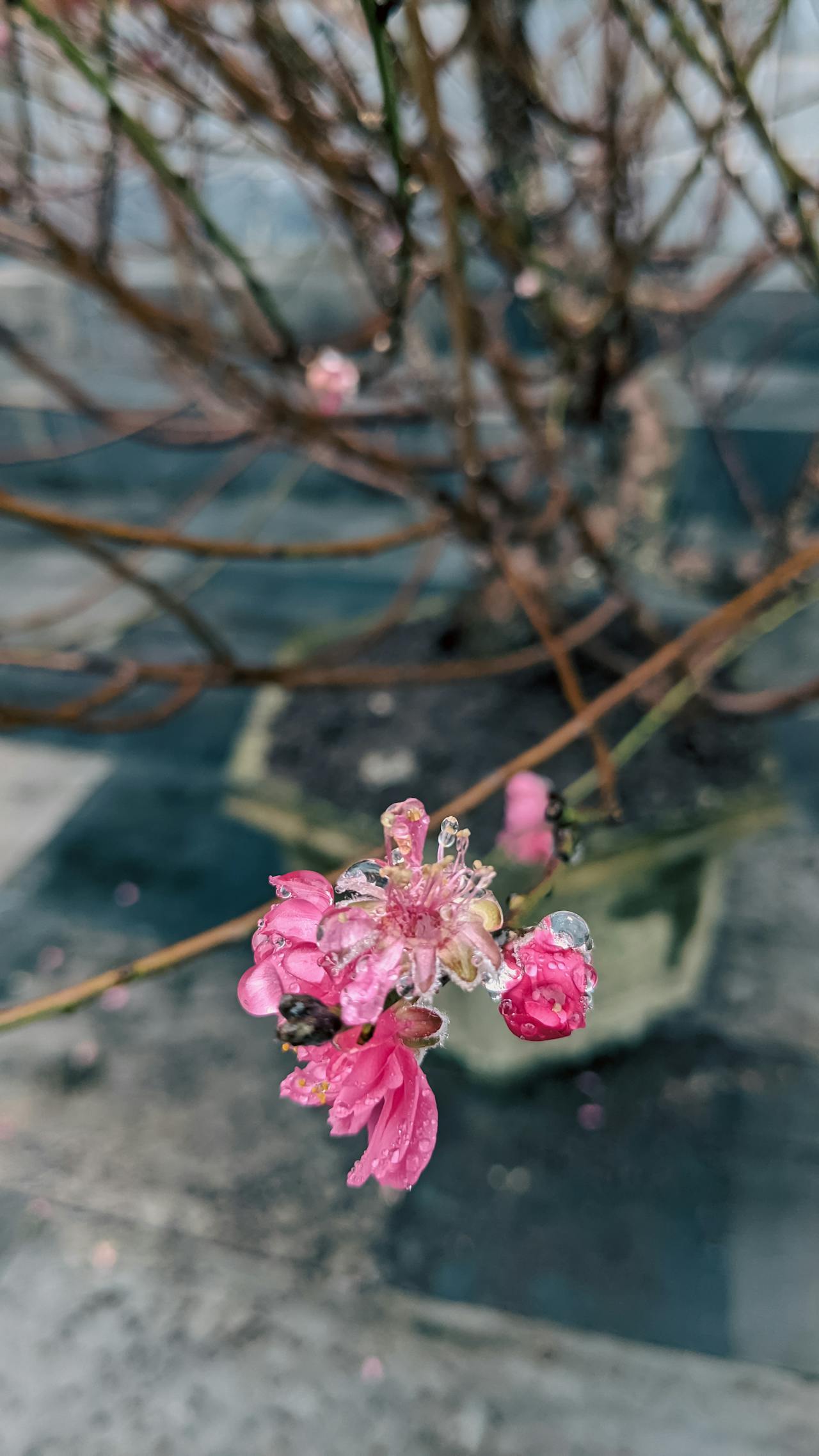 Thiên long bát bộ | Chương 26