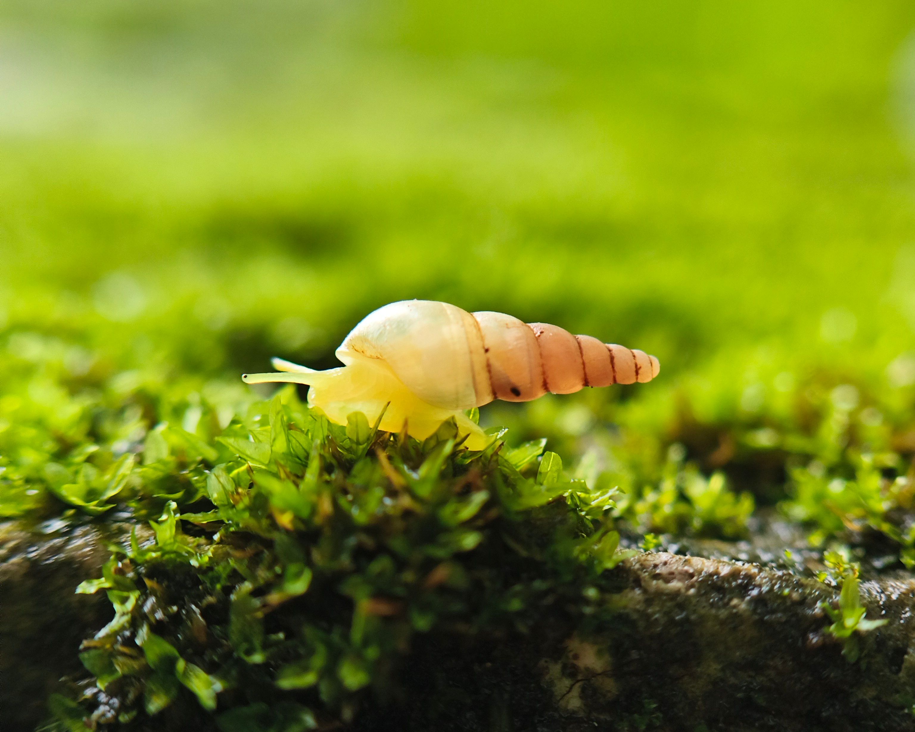 Detailed macro shot of a small snail showcased on vibrant green moss.