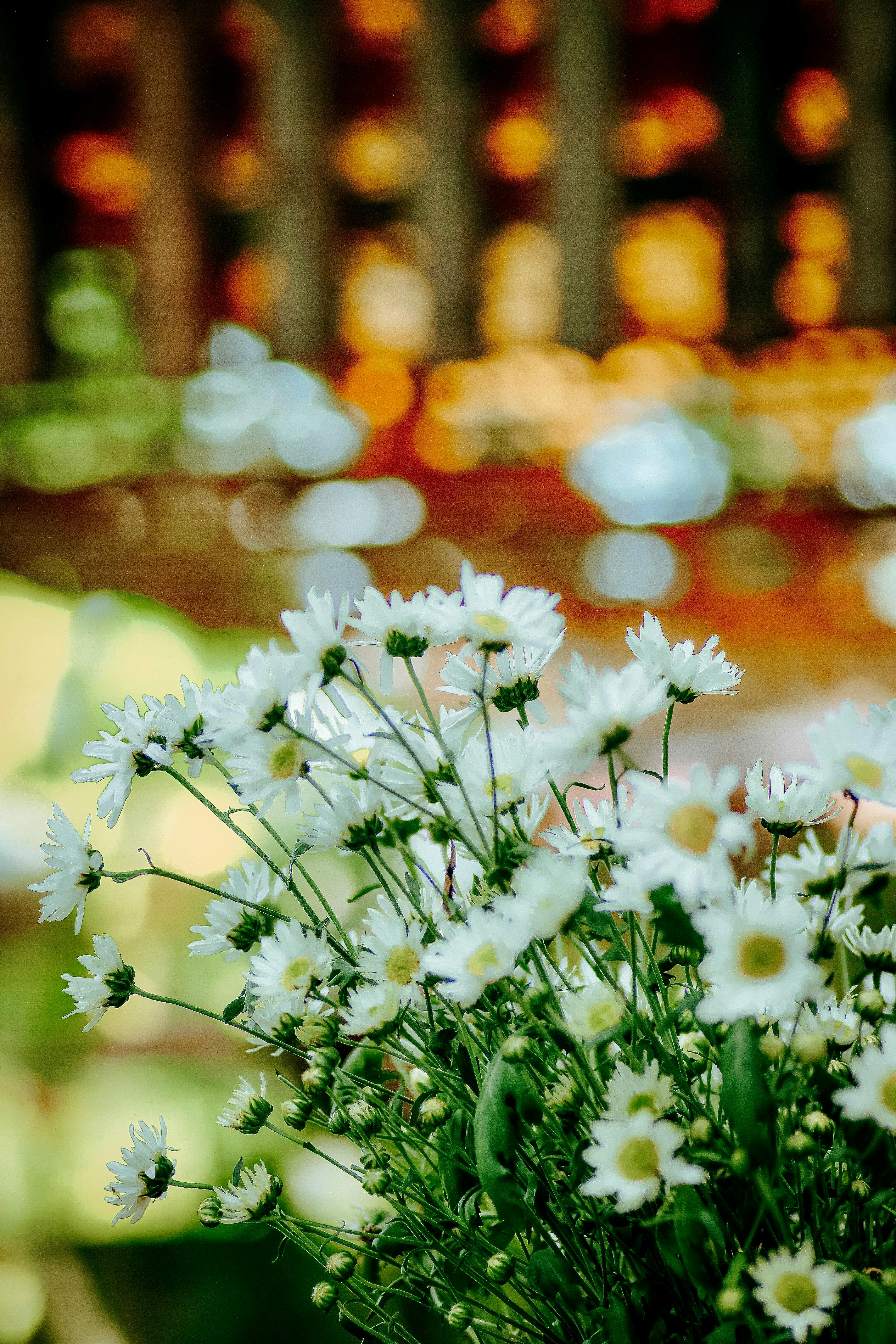 Vibrant close-up of daisies against a blurred colorful bokeh background.
