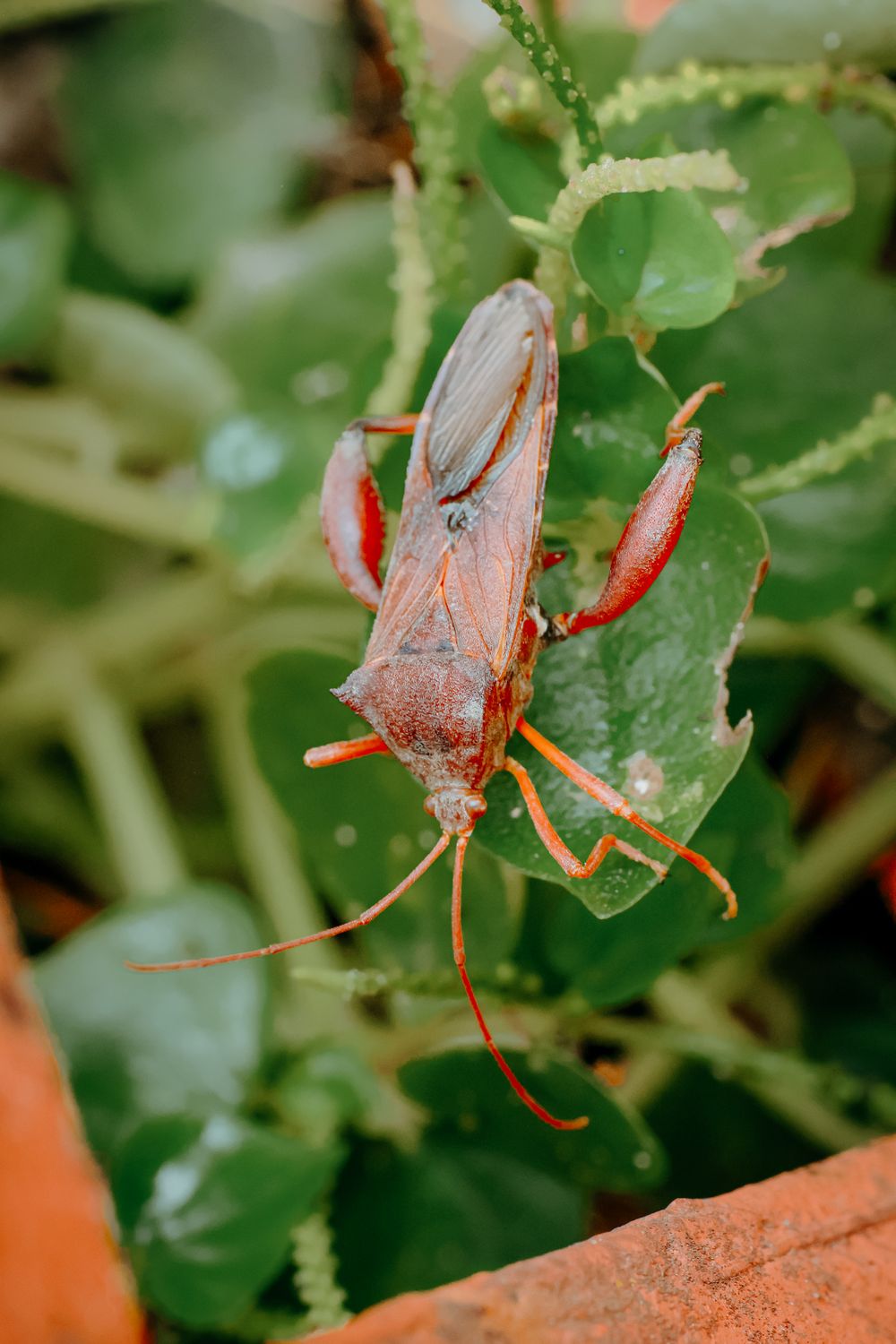 Red Shot Insect Close-up of a Red Shield Bug on Green Leaf · Free Stock Photo