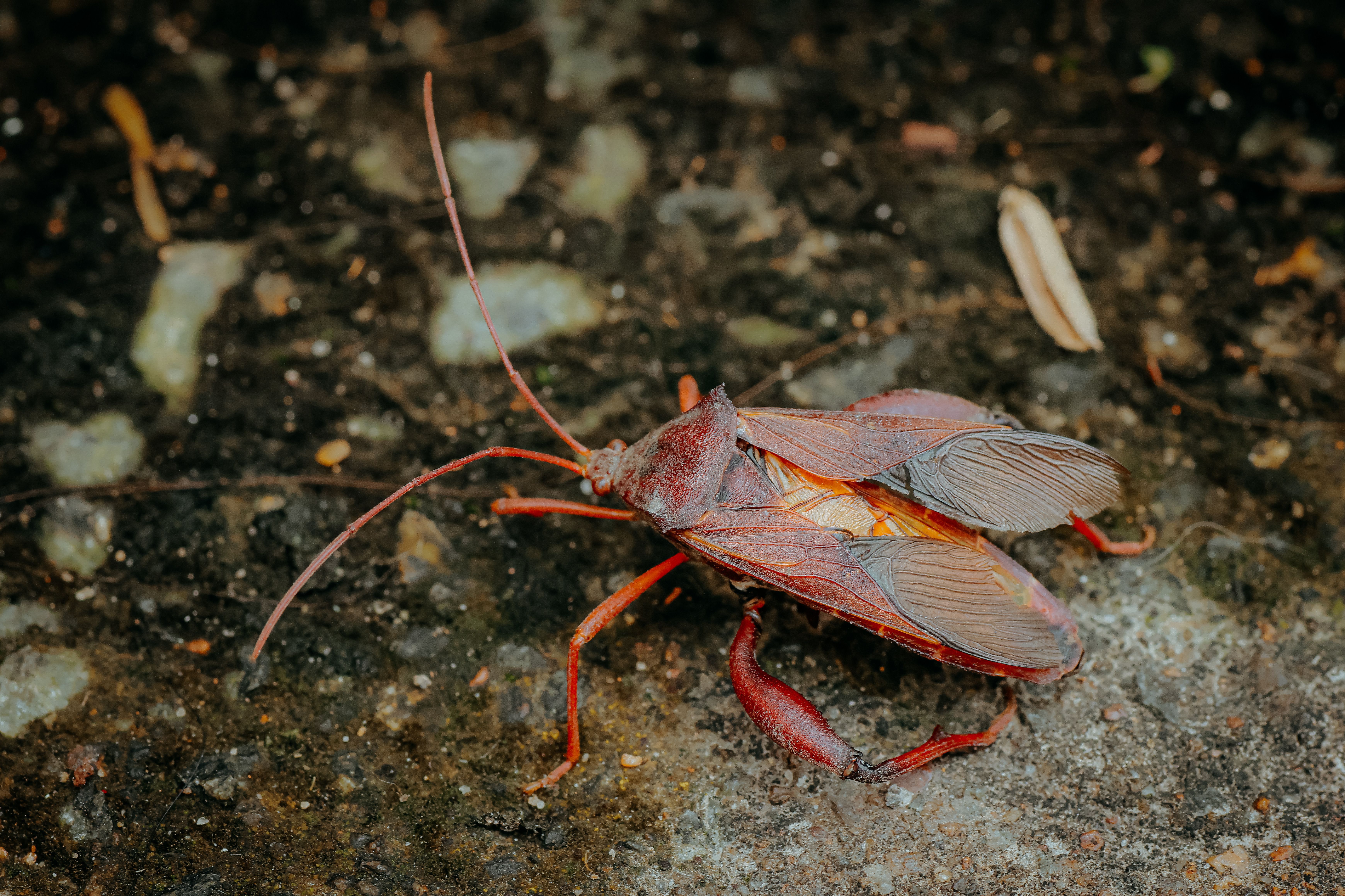 Palmetto bug sewer entry Atlanta cockroach