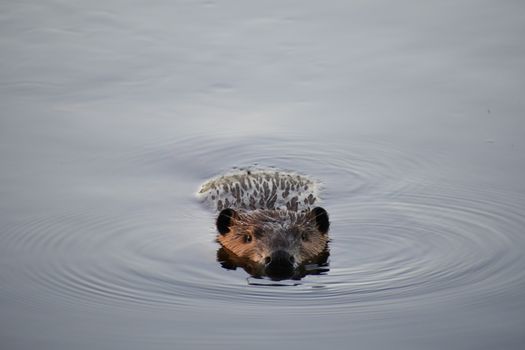A beaver swimming serenely through calm waters, creating gentle ripples as it moves.