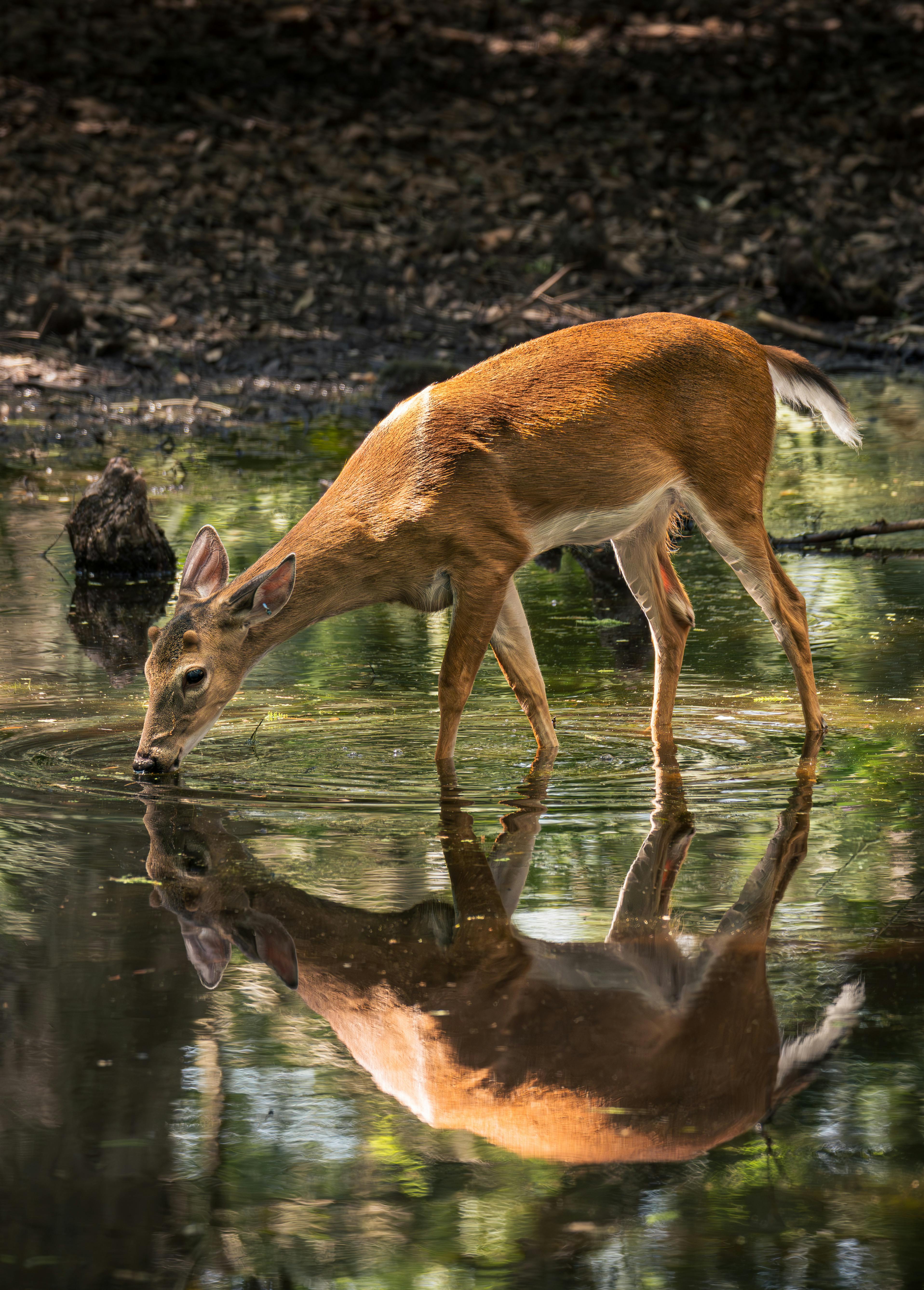 Florida wildlife officials discover second case of 'zombie deer disease' in state