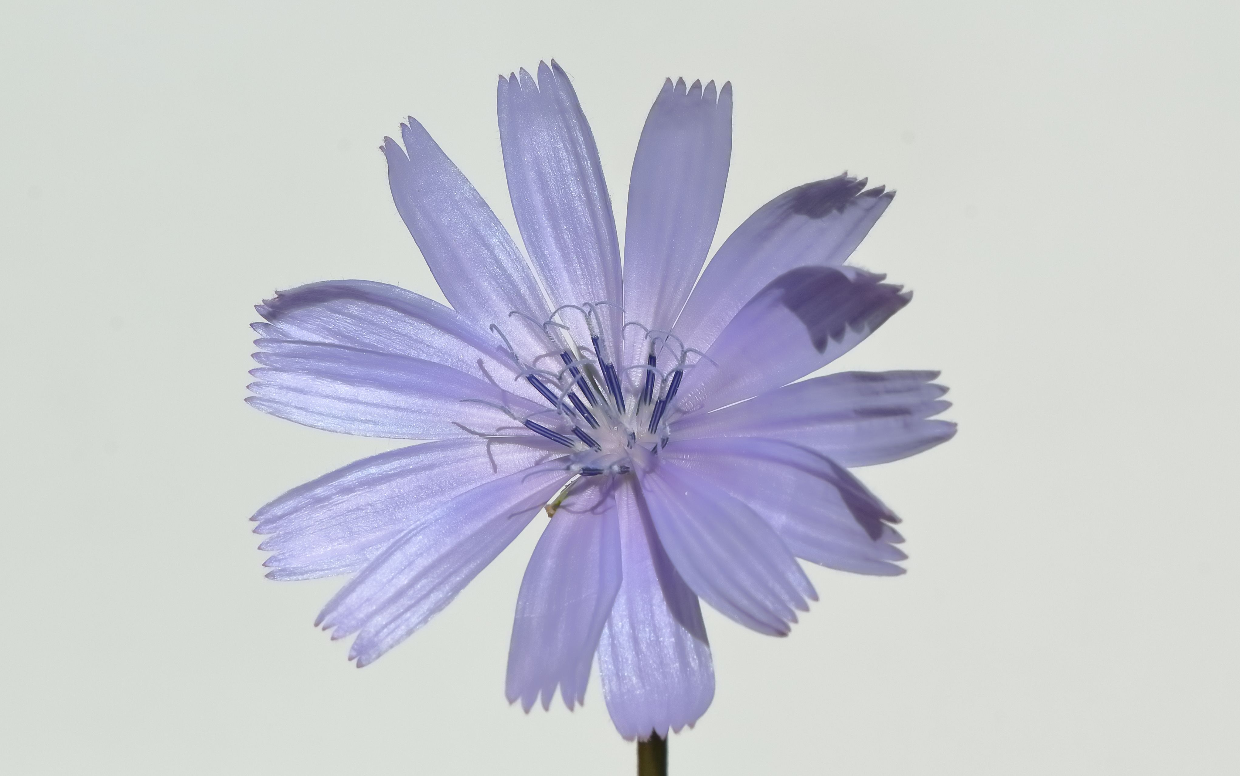 Chicory Natural Herb