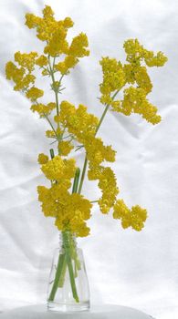 patrinia yellow wildflower
