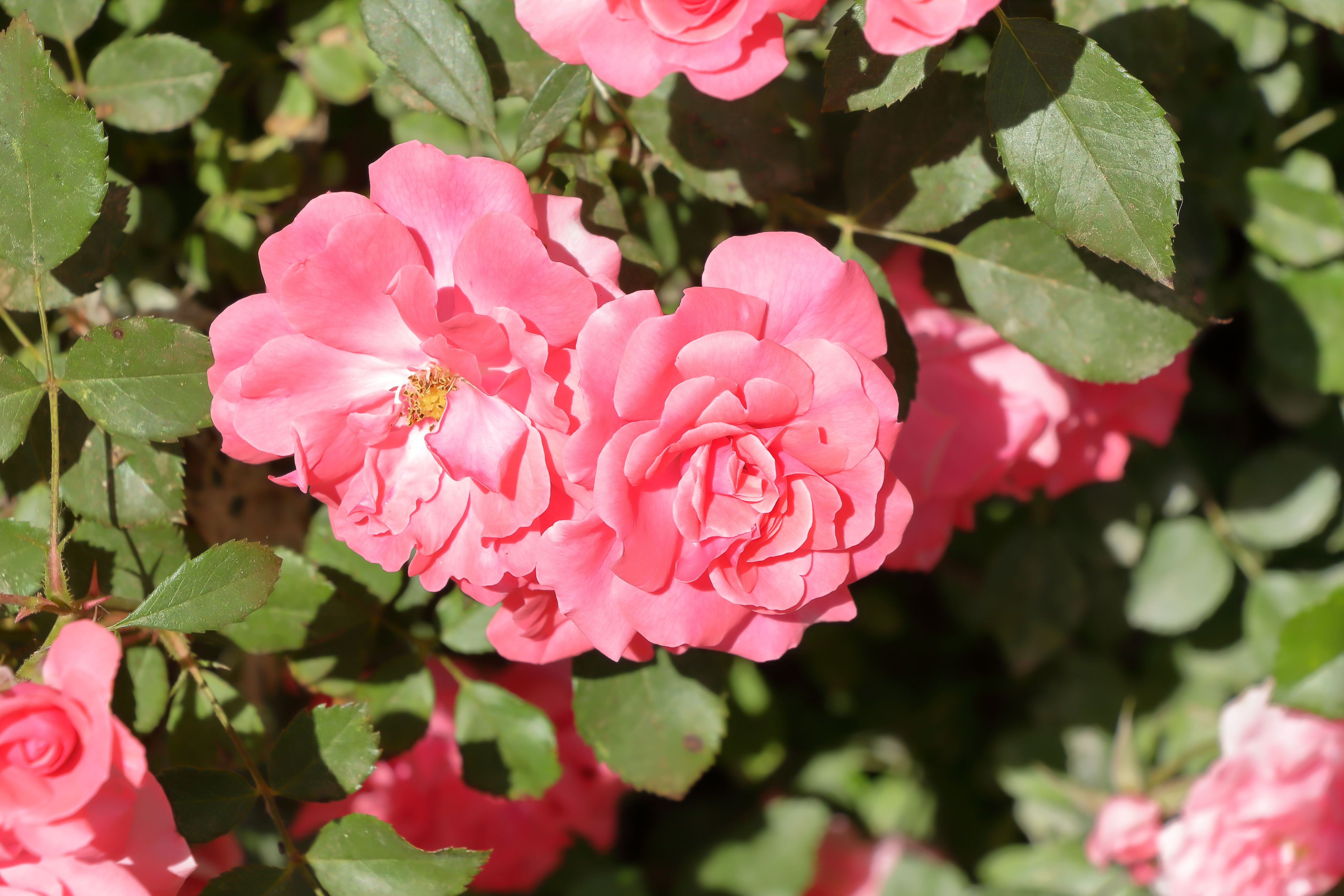 Vibrant Pink Roses in Sunlit Garden Setting · Free Stock Photo