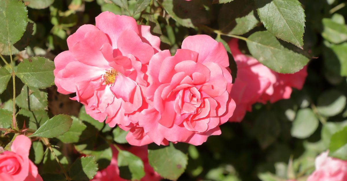 Pink Roses Sunlit Vibrant Pink Roses in Sunlit Garden Setting · Free Stock Photo