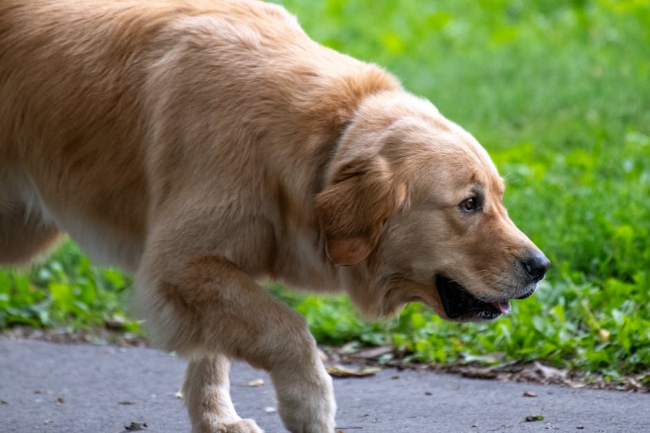 Golden retriever sitting and looking up at owner with attentive expression during obedience training.